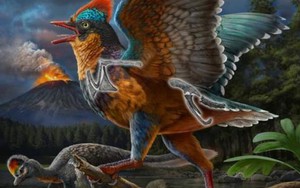 Trung Quốc phát hiện hóa thạch kỷ Jura hé lộ nguồn gốc loài chim