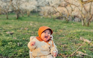 Tết hoa Mộc Châu nở rộ chào năm mới