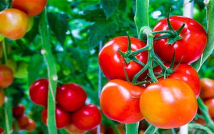 Chữ và nghĩa: Chín và không chín