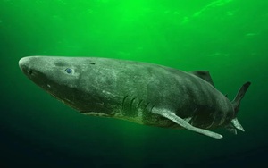 Giải mã bí mật trường thọ của cá mập Greenland
