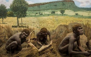 Phát hiện hóa thạch hé lộ "thành viên mới" của loài người cổ đại