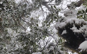 Băng tuyết bất ngờ xuất hiện trên đỉnh Tà Xùa vào tháng 3