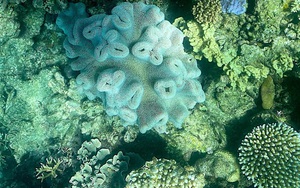 Hiện tượng tẩy trắng san hô đáng báo động tại rạn san hô nổi tiếng ở Australia