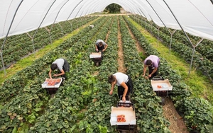 Nghị sĩ Anh kêu gọi siết chặt quy định về chống lao động cưỡng bức