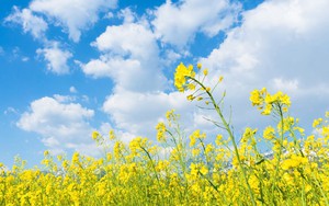 Sáng 7/3, chất lượng không khí tốt phủ kín nhiều vùng trên cả nước