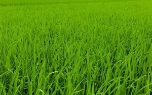 Chữ và nghĩa: "... chồng lúa chiêm"