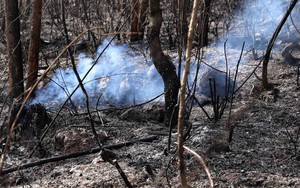 Vụ cháy rừng tại Vĩnh Phúc: Thiệt hại 20ha rừng bạch đàn ở núi Ngang