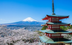 Hoa anh đào và núi Phú Sĩ - sự kết hợp hoàn hảo của thiên nhiên Nhật Bản
