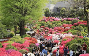 Rực rỡ Lễ hội hoa đỗ quyên tại Tokyo, Nhật Bản