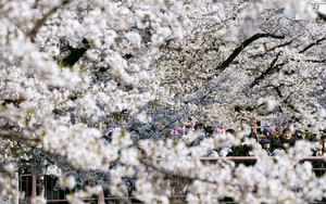 Lạm phát "phủ bóng đen" lên mùa hoa anh đào ở Nhật Bản
