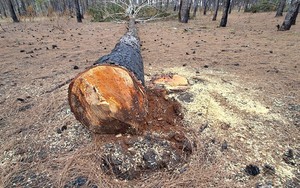 Gia Lai điều tra vụ phá rừng thông trong dự án sân golf FLC