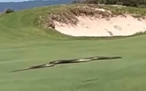 Tá hoả khi rắn độc dài gần 3m trườn trên mặt cỏ sân golf