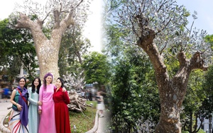 Câu chuyện về cây xà cừ hồi sinh sau bão đang khiến du khách và người dân Hà Nội trầm trồ 