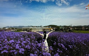 Trào lưu đến Mộc Châu chụp ảnh mùa hoa