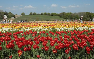 Vẻ đẹp cánh đồng hoa tulip nổi tiếng Vương quốc Anh