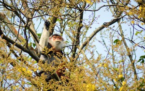 Rực rỡ sắc vàng hoa Lim xẹt trên bán đảo Sơn Trà