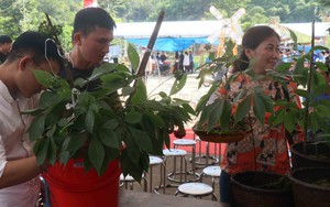 Quảng Nam hình thành trung tâm công nghiệp dược liệu, sâm Ngọc Linh là cây chủ lực