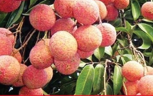 Niên vụ vải thiều 2025: Sản lượng thu hoạch dự kiến tăng khoảng 30%