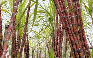 Ngẫm ngợi cuối tuần: Cây mía một thời