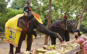 Phúc lợi động vật trong hoạt động giải trí - Câu chuyện voi nuôi nhốt