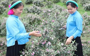 Độc đáo, đặc sắc Lễ hội Hoa sim biên giới 2025