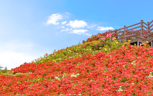 Thiên đường hoa hồng tháng 5 đẹp mê mẩn ở Hàn Quốc