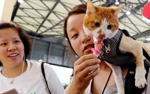 Người dân châu Á ngày càng hào phóng với thú cưng