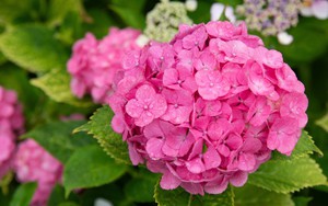 Cẩm tú cầu - loài hoa của mùa mưa Nhật Bản