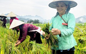 Rộn ràng mùa gặt ở Hà Giang, nơi địa đầu Tổ quốc