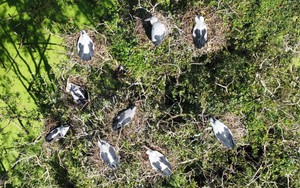 Đồng Tháp xuất hiện đàn cò ốc quý hiếm với số lượng hàng nghìn con