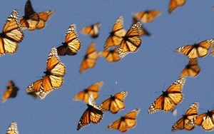 Kinh ngạc loài bướm dùng "bản đồ sao" di cư 1.000 km