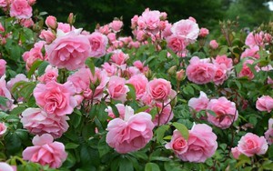 Vẻ đẹp vườn hồng lớn nhất London đang đua nở rực rỡ 