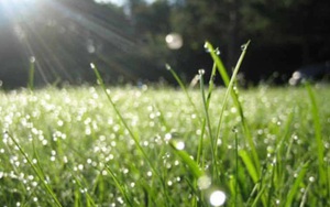 Chữ và nghĩa: "Một vùng cỏ áy bóng tà"