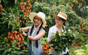 Hút khách du lịch mùa vải thiều