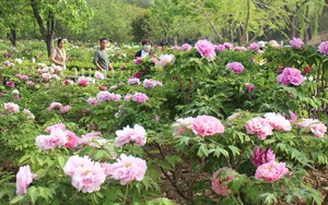 Trung Quốc trở thành điểm đến hàng đầu của du khách Hàn Quốc