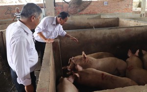 Điều tra đến cùng vụ Công ty Chăn nuôi C.P. Việt Nam bị 'tố' bán lợn bệnh