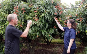 Chương trình du lịch 'Vải thiều Lục Ngạn - Tinh hoa trái cây Việt'