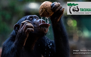 Khu bảo tồn tinh tinh nổi tiếng tạm dừng đón khách do nạn xâm lấn bất hợp pháp