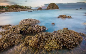 Những hình ảnh tuyệt đẹp về hệ sinh thái biển đảo Việt Nam