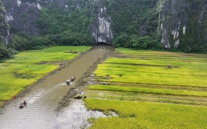 Mùa vàng trên cánh đồng Tam Cốc