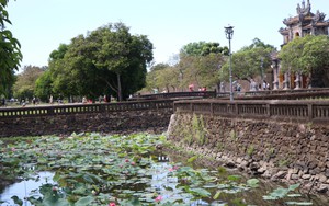 Sen Huế khoe sắc