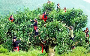 Du lịch 'chạm – học – thưởng' với trà Shan Tuyết cổ thụ Hà Giang