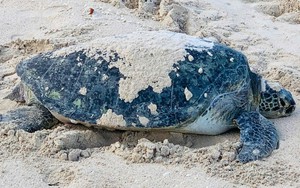 Rùa biển trong sách Đỏ quay trở lại đẻ trứng ở bãi biển Hòn Cau, Lâm Đồng 