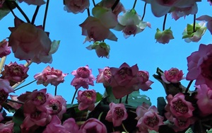 10.000 bông sen làm nên trà sen quý "Quốc tộ chi hương" 