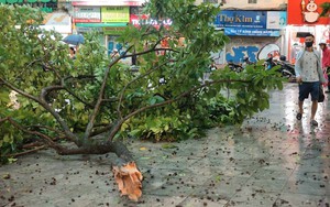 Hình ảnh nhiều cây lớn bị quật đổ trên các tuyến đường phố Hà Nội