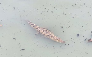 Vây bắt thành công con cá sấu xuất hiện trên kênh Nước Đen TP HCM