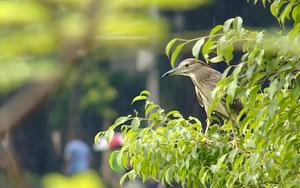Chữ và nghĩa: Chin miềng đi thè thẹ