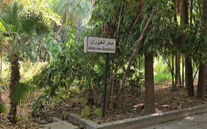 Rì rào tiếng tre Việt Nam giữa lòng Bắc Phi