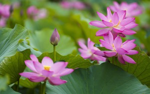 Giang Tô (Trung Quốc) mùa hoa sen nở 