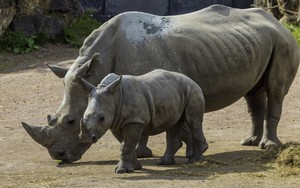 Pairi Daiza - nơi bảo tồn đa dạng sinh học bền vững